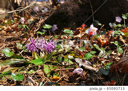 早春の林床を彩るショウジョウバカマとイワウチワ 65093713