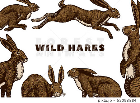 Wild hares background. Rabbits are sitting and jumping. Forest bunny. Hand drawn engraved old sketch 65093884