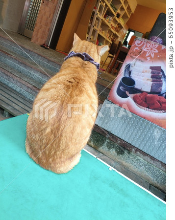動物 動物学 ペット 65093953