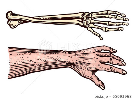 Human And Skeleton Hands Bony Arm Drawn Stock Illustration