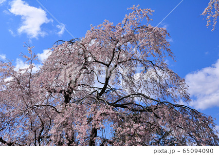 碧空に聳える仙台北山の枝垂れ桜 65094090