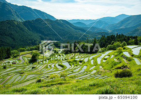 三重県　初夏の丸山千枚田 65094100