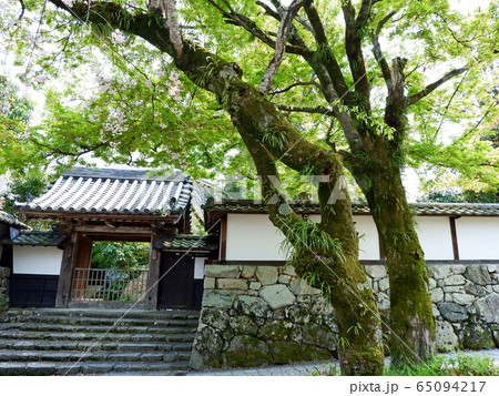 日吉馬場　枝垂桜と青もみじ 65094217