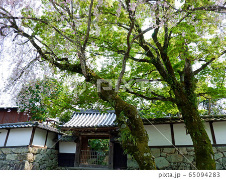 日吉馬場　枝垂桜と青もみじ 65094283