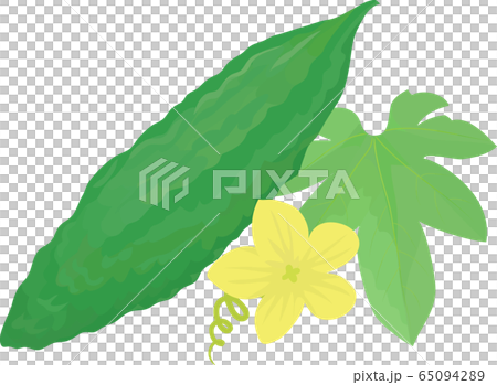 Bitter gourd flower leaf white background 65094289