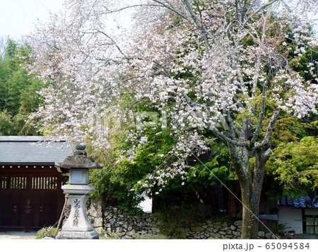 日吉馬場　遅咲きの桜と青もみじ 65094584