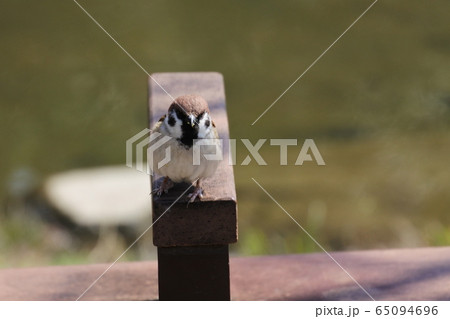 スズメ ベンチの手すりに1羽 スズメ ベンチの手すりに1羽 65094696