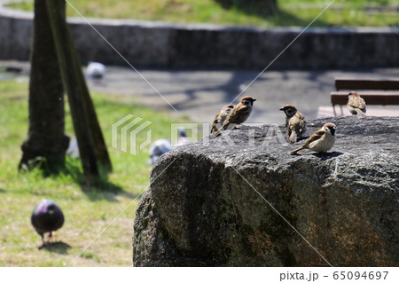 スズメ　公園で井戸端会議　 65094697