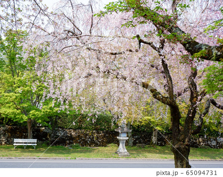 春の大津　日吉馬場の枝垂れ桜 65094731