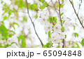 桜の花 65094848