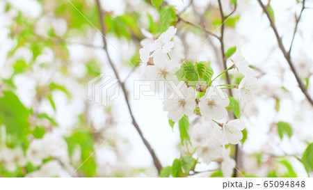 桜の花 桜の花 65094848