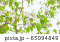 桜の花 緑多め 65094849