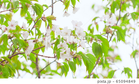 桜の花 緑多め 桜の花 緑多め 65094849