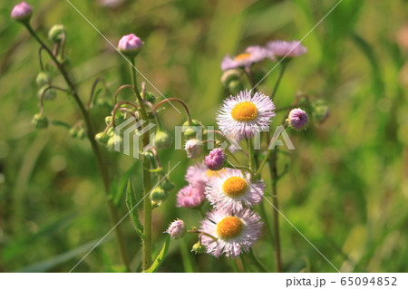 ハルジオンの花の写真素材