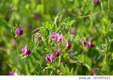 カラスノエンドウ 65095025