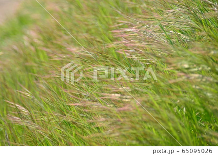ナギナタガヤ 65095026