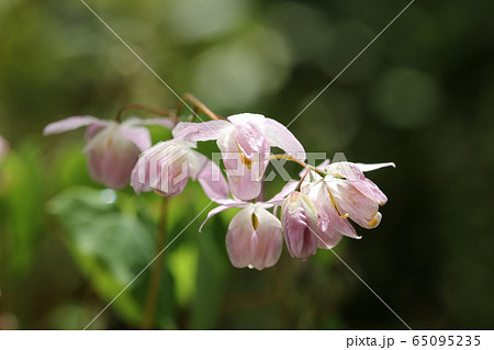 イカリソウ 65095235