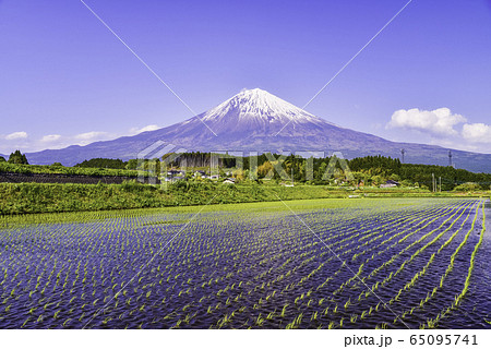 (静岡県)田んぼと富士山 初夏 (静岡県)田んぼと富士山 初夏 65095741