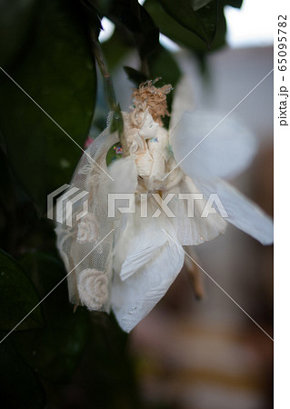 花の妖精たち 花の妖精たち 65095782