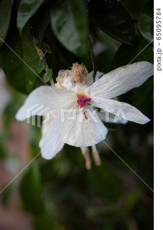 花の妖精たち 花の妖精たち 65095784