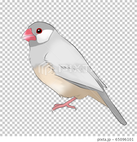 文鳥のイラスト素材