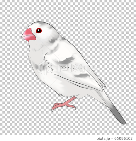 Sentencebird 65096102