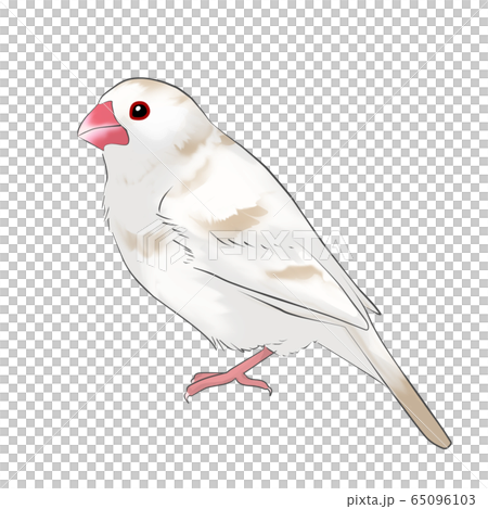 Sentencebird 65096103