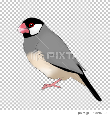 爪哇禾雀 爪哇禾雀 65096108