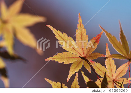 葉脈も美しいカエデの紅葉イメージ 葉脈も美しいカエデの紅葉イメージ 65096269