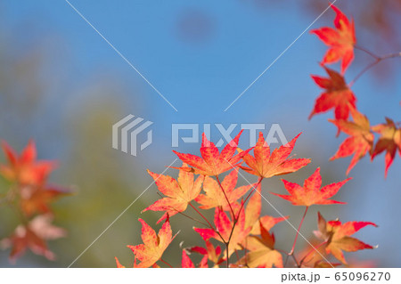 色づいたモミジと青空 色づいたモミジと青空 65096270