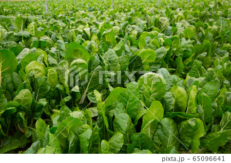 Growing mangold in the greenhouse 65096641
