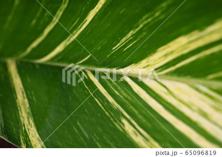 キフゲットウ 65096819