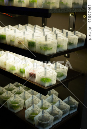 Aquarium plants on shelves of pet shop 65097462