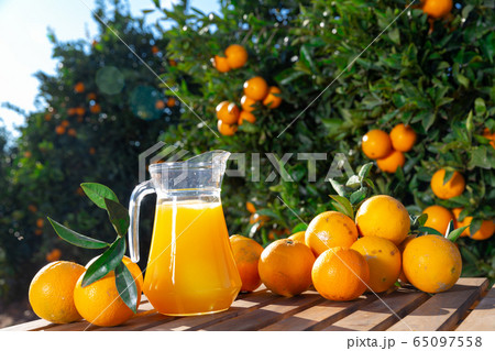 Glass jug and glasses with fresh orange juice on wooden table with oranges in an outdoor setting during summer Glass jug and glasses with fresh orange juice on wooden table with oranges in an outdoor setting during summer 65097558