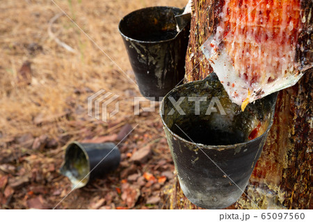 Image of extraction of resin in a pine forest at sunny day 65097560