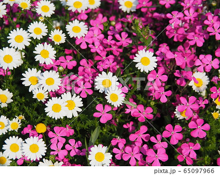 ノースポール シレネ・スパニッシュフラメンコ 65097966