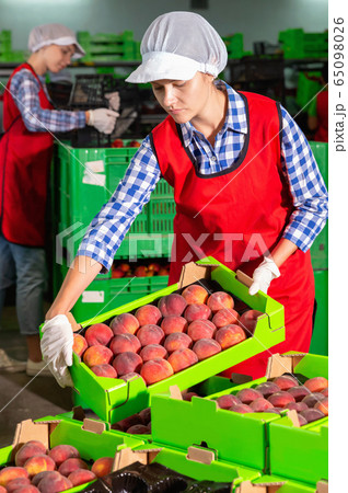 Young woman worker sorting and preparing nectarines for packaging at factory Young woman worker sorting and preparing nectarines for packaging at factory 65098026