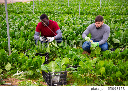 Farmers work in a greenhouse - harvest and clean mangold Farmers work in a greenhouse - harvest and clean mangold 65098153