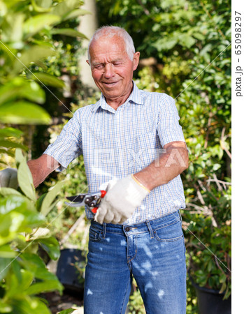 Gardener cutting trees branches 65098297