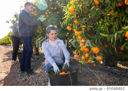 Portrait of adult woman and man harvesting tangerines on organic plantation 65098802