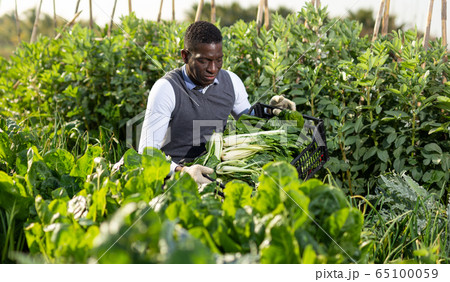 Male harvesting chard plants Male harvesting chard plants 65100059