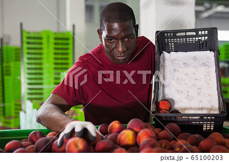Portrait of focused African workman preparing harvested peaches for transportation on fruit farm 65100203