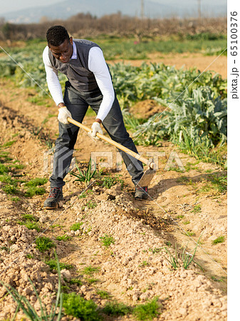 Man hoeing between onion plants 65100376