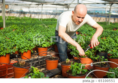 Gardener working with mint plants 65100551