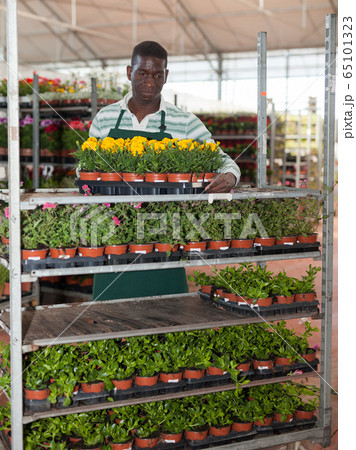 Florist preparing potted French marigolds for sale 65101323