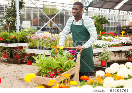 Flower vendor carrying cart with plants in pots Flower vendor carrying cart with plants in pots 65101761