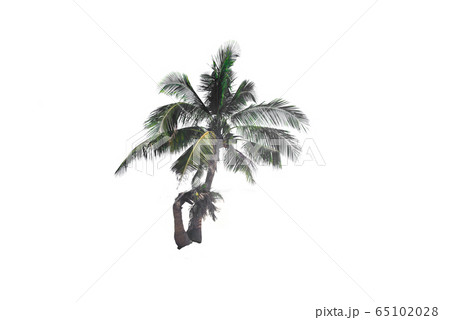 Coconut and evergreen leaves plant trees on a white background with the clipping path. Coconut and evergreen leaves plant trees on a white background with the clipping path. 65102028