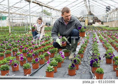 Hired workers engaged in cultivation of plants of petunia in greenhouse Hired workers engaged in cultivation of plants of petunia in greenhouse 65103066