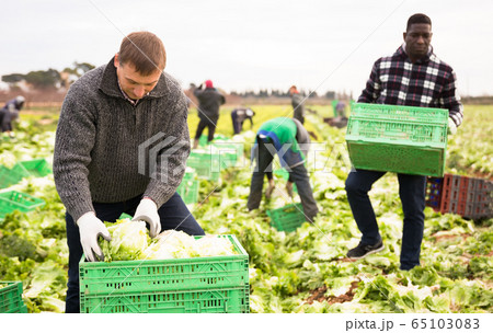 Men gardeners picking harvest of lettuce to crates in garden Men gardeners picking harvest of lettuce to crates in garden 65103083