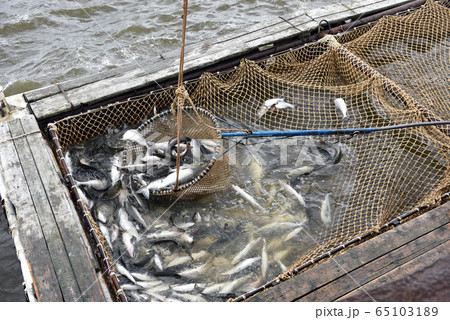 Salmon fishing season in Arctic Salmon fishing season in Arctic 65103189